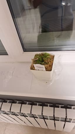 А у меня новый питомец. Знакомьтесь, Олексей! image preview