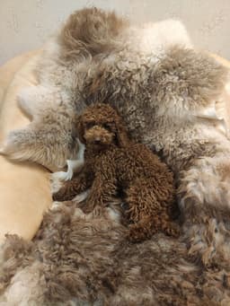 🦮 Мне подкинули собаку image preview